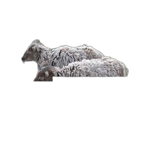 furniture, animal, hair, hat, 3d render, photorealistic, two, sheep transparent PNG cut-out