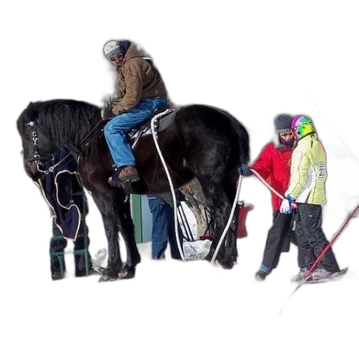 animal, snow, man, horse, pulling, skier transparent PNG cut-out