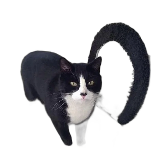 hat, animal, staff, creature, photorealistic, 3d render, black, white transparent PNG cut-out