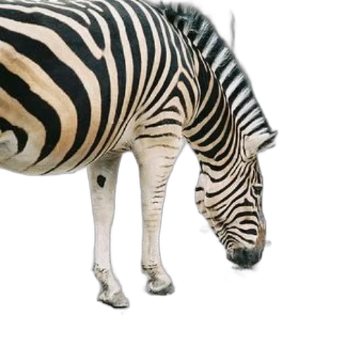 animal, creature, weapon, 3d render, photorealistic, concept art, zebra, head transparent PNG cut-out