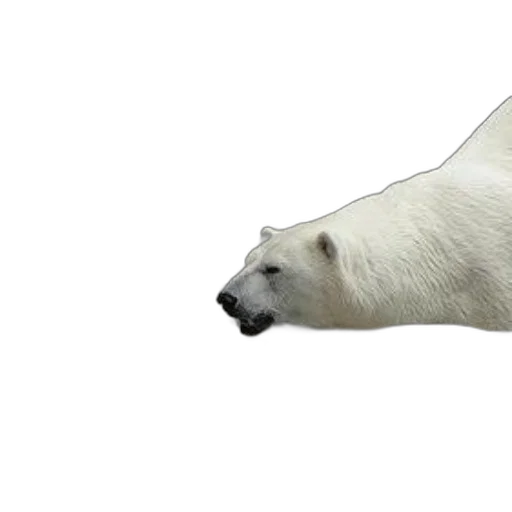 animal, creature, staff, food, 3d render, photorealistic, concept art, polar transparent PNG cut-out