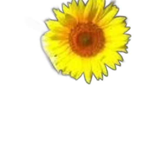flower, crown, jewelry, staff, photorealistic, pencil sketch, 3d render, watercolor transparent PNG cut-out