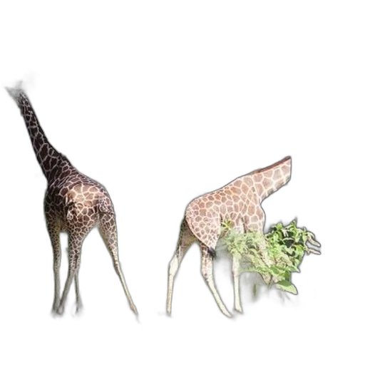animal, creature, 3d render, concept art, two, giraffes, standing, grassy transparent PNG cut-out
