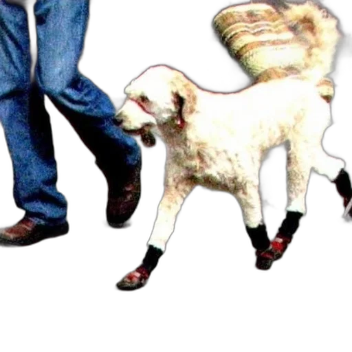 shoes, animal, staff, creature transparent PNG cut-out