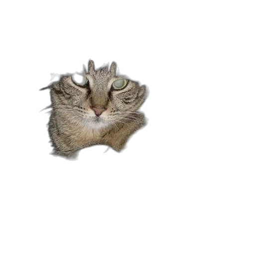 animal, creature, hat, face, photorealistic, 3d render, pixel art, tabby transparent PNG cut-out