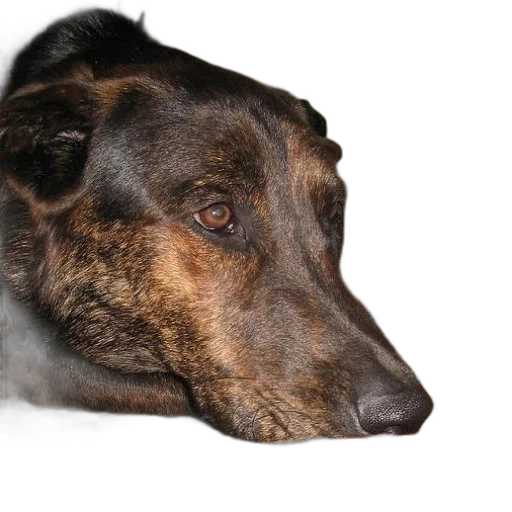 animal, face, staff, creature, photorealistic, brown, dog, black transparent PNG cut-out