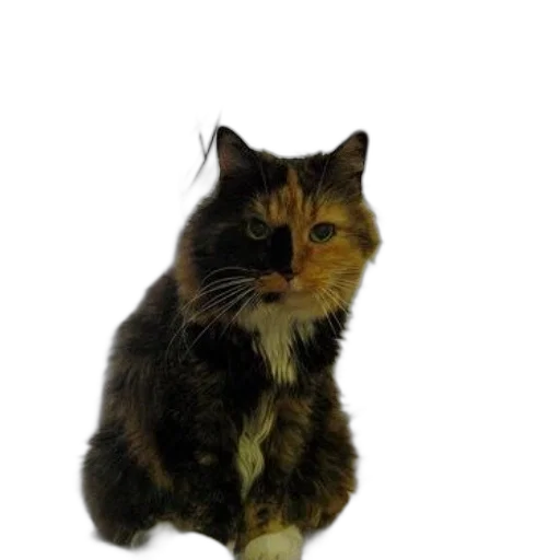 animal, staff, creature, face, photorealistic, 3d render, calico, cat transparent PNG cut-out