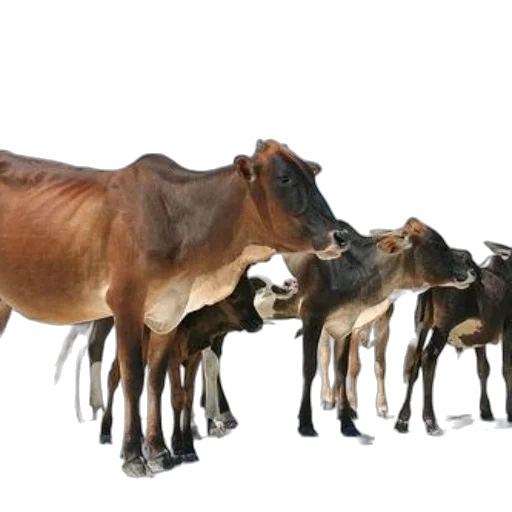 animal, food, photorealistic, group, cows, stands, white, sandy transparent PNG cut-out