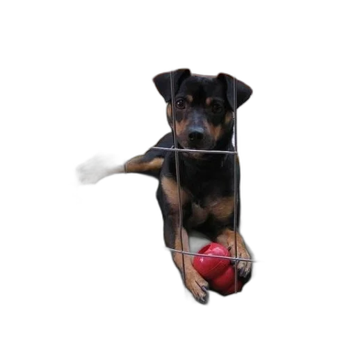 staff, animal, umbrella, creature, photorealistic, 3d render, pixel art, dog transparent PNG cut-out
