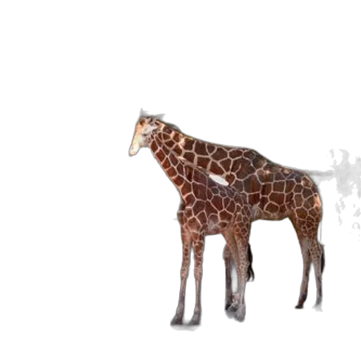 animal, creature, weapon, furniture, 3d render, concept art, photorealistic, pixel art transparent PNG cut-out