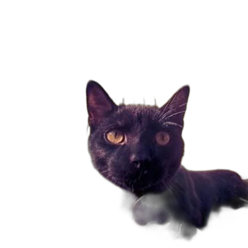 animal, creature, dragon, mask, photorealistic, 3d render, concept art, vaporwave transparent PNG cut-out