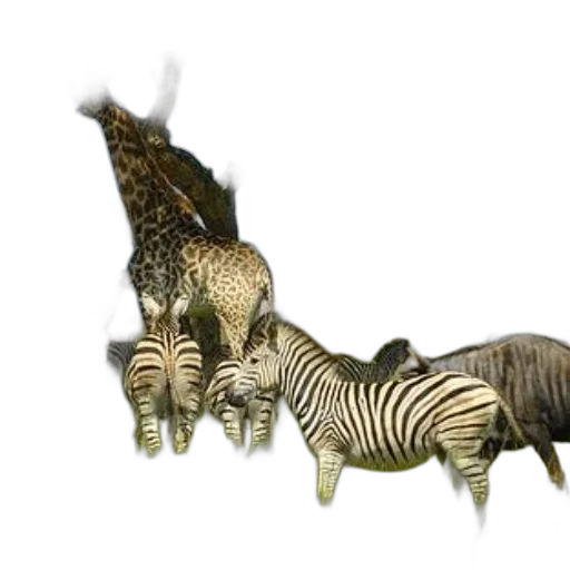 animal, jewelry, creature, furniture transparent PNG cut-out