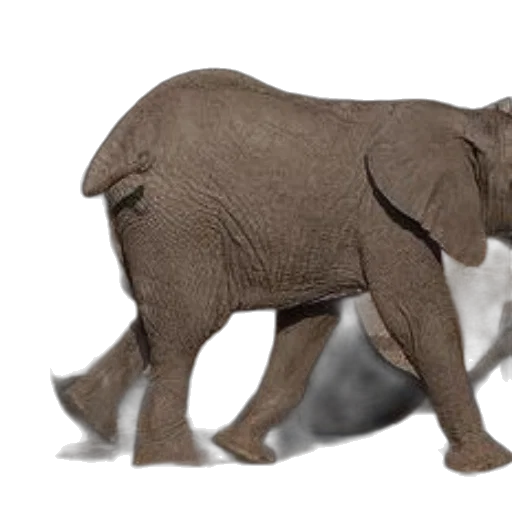 animal, creature, 3d render, photorealistic, concept art, baby, elephant, walks transparent PNG cut-out