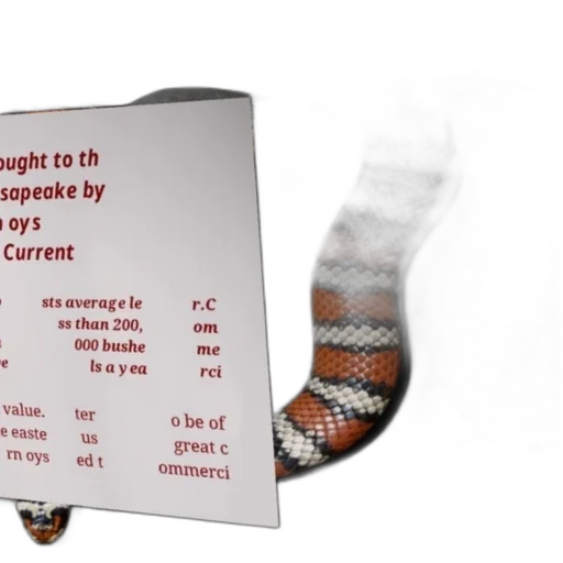 shoes, hat, jewelry, sword, colorful, snake, text, overlay transparent PNG cut-out