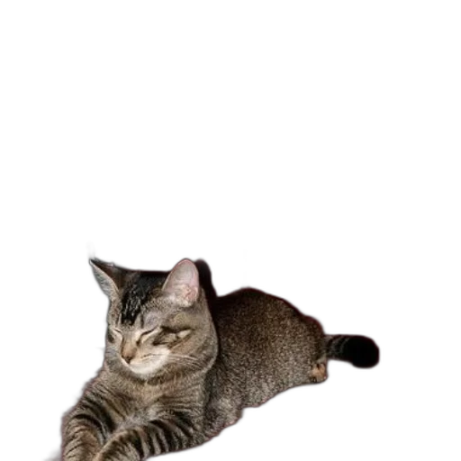 animal, staff, creature, furniture, photorealistic, 3d render, concept art, tabby transparent PNG cut-out
