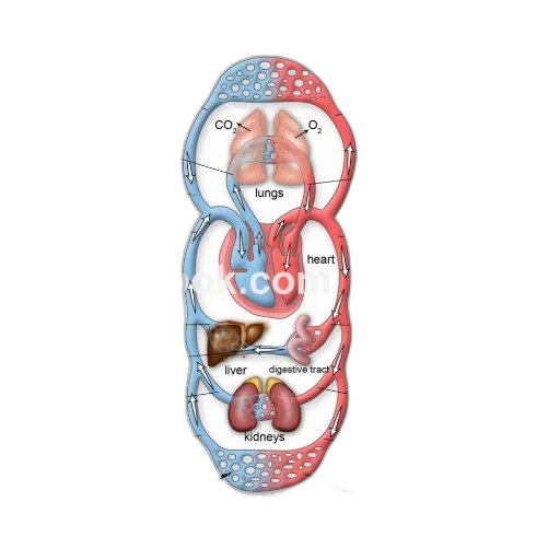 shoes, jewelry, crown, detailed, diagram, human, circulatory, system transparent PNG cut-out