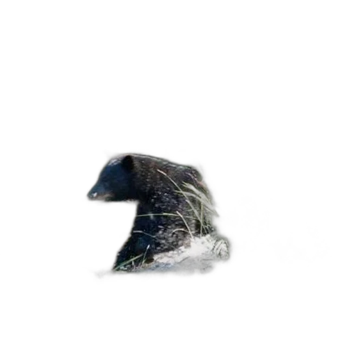 animal, creature, hair, dragon, 3d render, photorealistic, concept art, pixel art transparent PNG cut-out