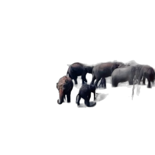 animal, creature, staff, 3d render, concept art, pixel art, photorealistic, fog transparent PNG cut-out