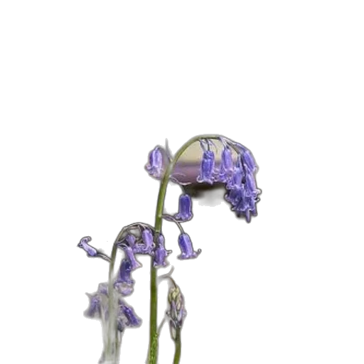staff, jewelry, flower, dragon, concept art, 3d render, fantasy art, photorealistic transparent PNG cut-out