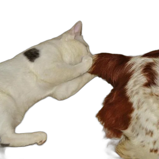 animal, photorealistic, 3d render, white, cat, black, spot, back transparent PNG cut-out