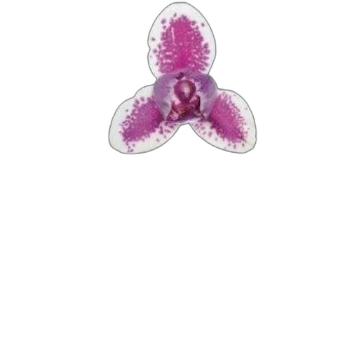 jewelry, flower, crown, animal, beginning, swift, games, development transparent PNG cut-out
