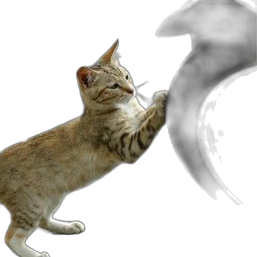 staff, dragon, animal, weapon transparent PNG cut-out