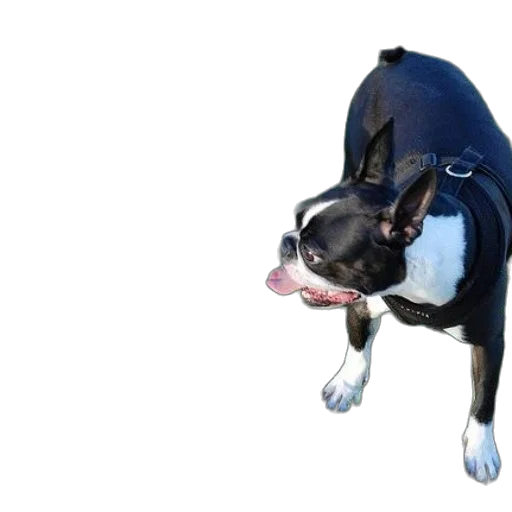 animal, creature, staff, jacket, 3d render, photorealistic, two, dogs transparent PNG cut-out