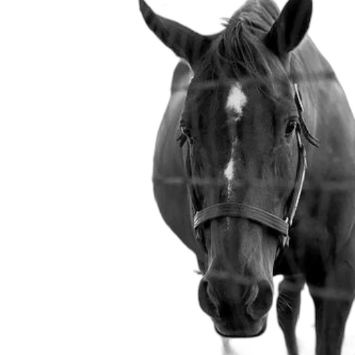 animal, staff, creature, crown, photorealistic, 3d render, concept art, monochrome transparent PNG cut-out