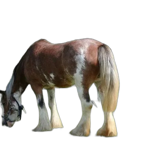 animal, creature, weapon, robot, photorealistic, 3d render, concept art, fantasy art transparent PNG cut-out