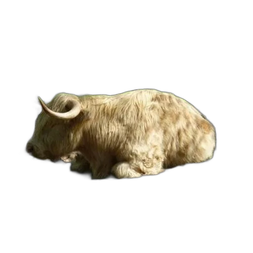 animal, food, hair, hat transparent PNG cut-out