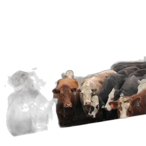 furniture, animal, food, concept art, 3d render, photorealistic, herd, cattle transparent PNG cut-out