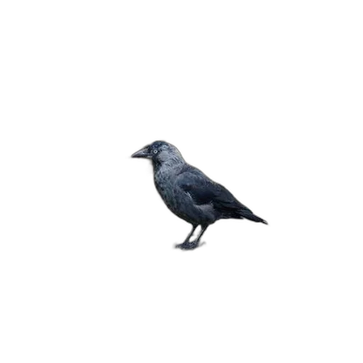 animal, creature, staff, crown, photorealistic, pixel art, 3d render, concept art transparent PNG cut-out