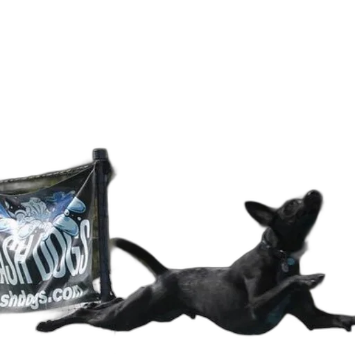 animal, dragon, creature, concept art, black, dog, leaps, air transparent PNG cut-out