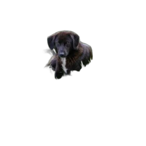 animal, creature, staff, hair, pixel art, photorealistic, 3d render, oil painting transparent PNG cut-out