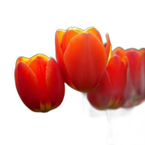 flower, crown, jewelry, food, 3d render, photorealistic, red, tulips transparent PNG cut-out