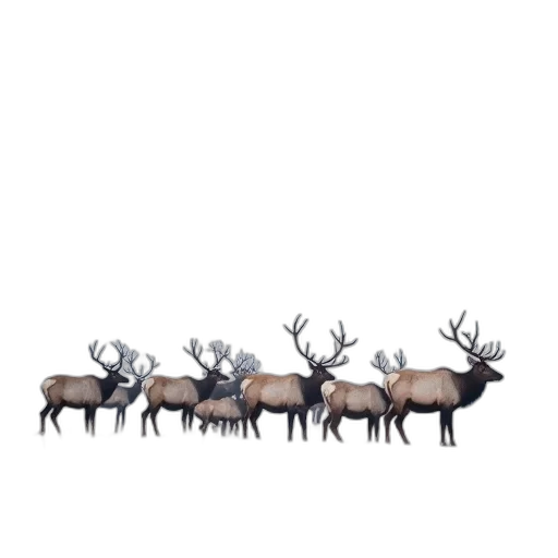 animal, crown, furniture, creature, concept art, pixel art, 3d render, photorealistic transparent PNG cut-out