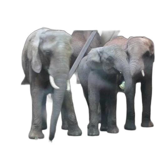 animal, staff, weapon, creature transparent PNG cut-out
