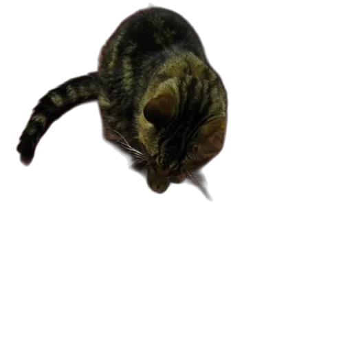 animal, creature, staff, hat transparent PNG cut-out