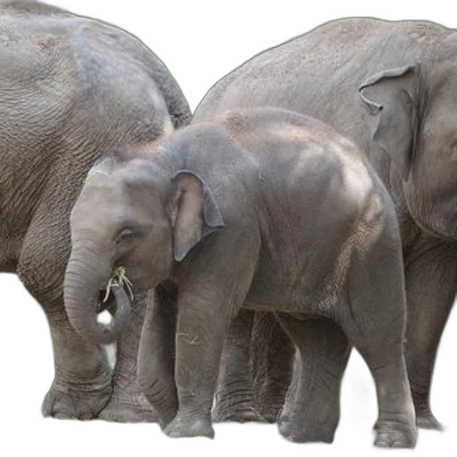animal, baby, elephant, stands, between, two, adult, elephants transparent PNG cut-out