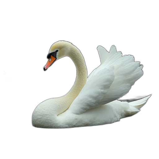 animal, jewelry, crown, creature transparent PNG cut-out