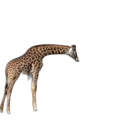 animal, creature, furniture, jewelry, 3d render, concept art, photorealistic, fantasy art transparent PNG cut-out