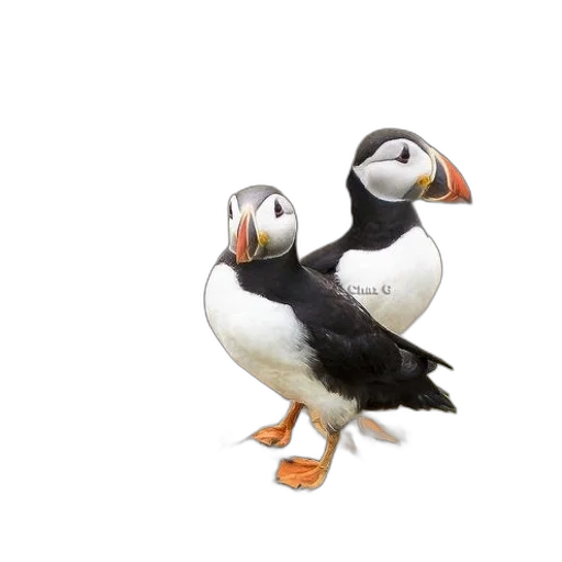 animal, shoes, staff, 3d render, concept art, photorealistic, two, puffins transparent PNG cut-out