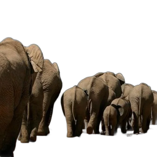 animal, 3d render, photorealistic, concept art, herd, elephants, including, young transparent PNG cut-out