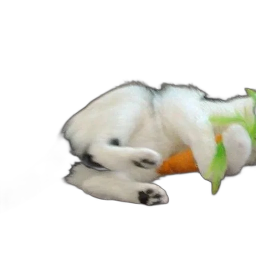 animal, staff, creature, weapon transparent PNG cut-out