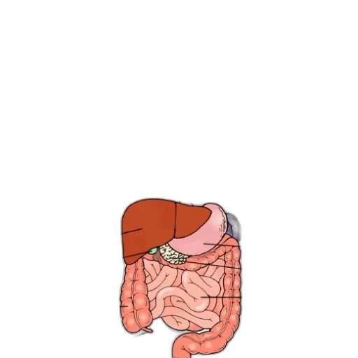 jacket, food, hat, face, concept art, pixel art, watercolor, cartoon transparent PNG cut-out