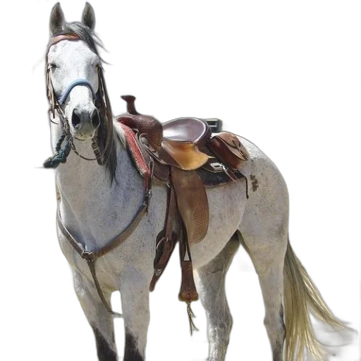 animal, staff, hat, jewelry transparent PNG cut-out