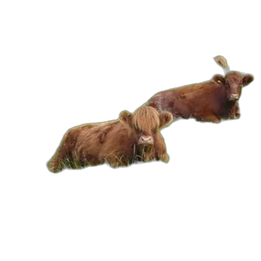 animal, staff, hair, creature, 3d render, concept art, photorealistic, group transparent PNG cut-out
