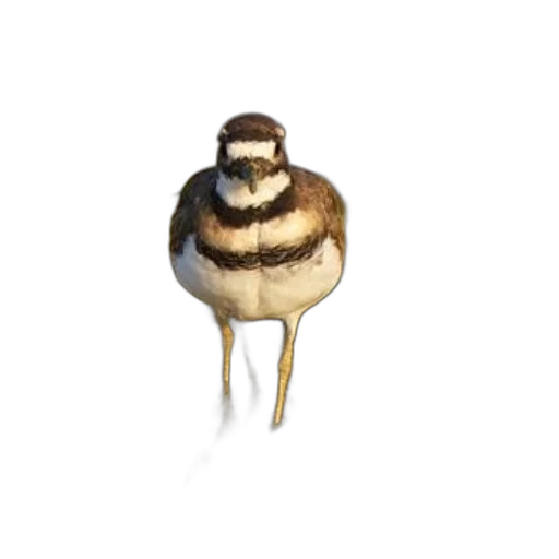 animal, creature, hair, hat, 3d render, concept art, photorealistic, pixel art transparent PNG cut-out