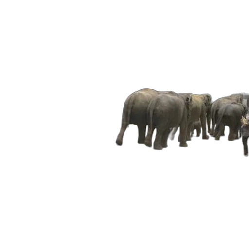 animal, creature, staff, weapon, 3d render, concept art, photorealistic, elephants transparent PNG cut-out