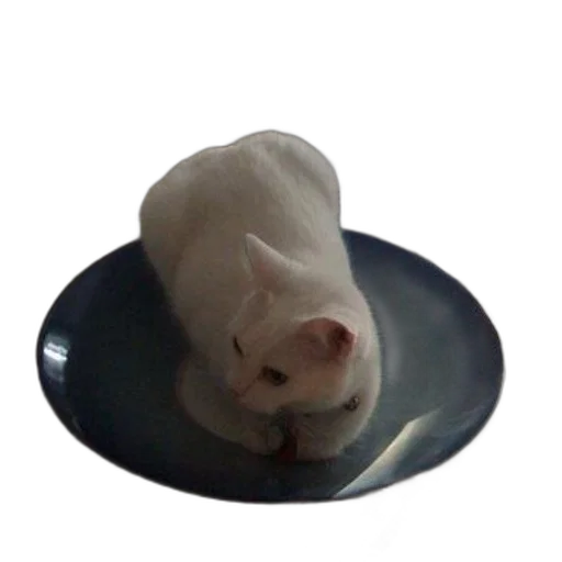 animal, food, hat, creature, 3d render, photorealistic, oil painting, white transparent PNG cut-out